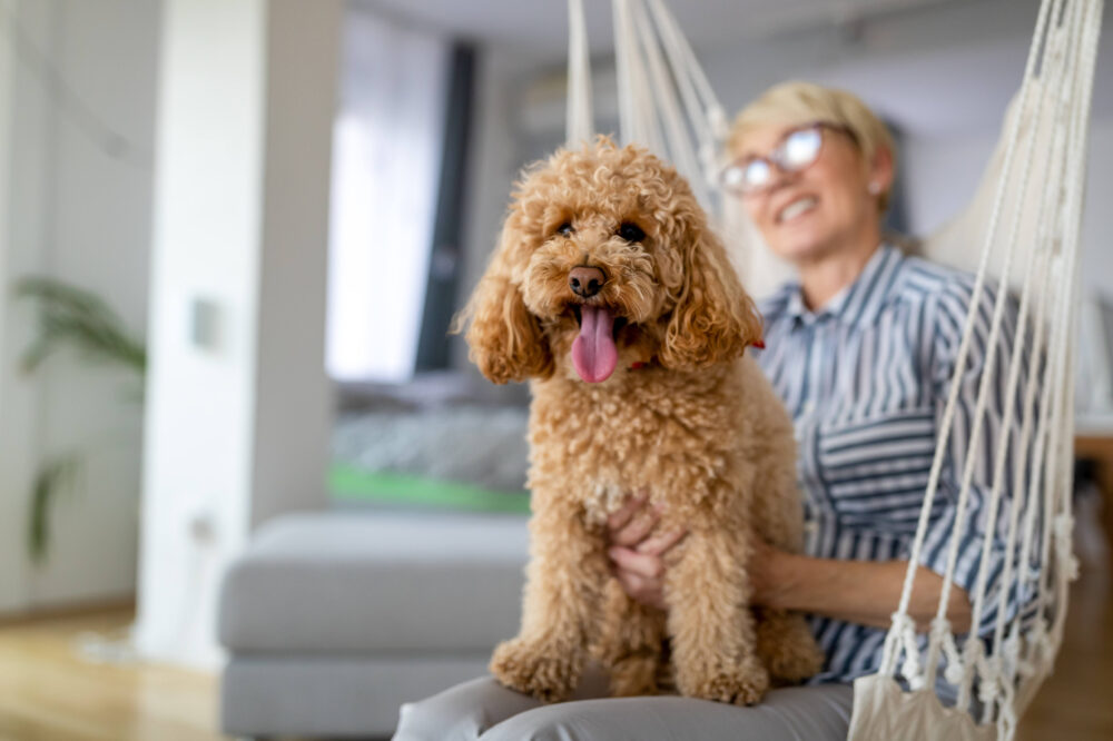 Little dog, poodle brown puppy at home with a senior woman owner