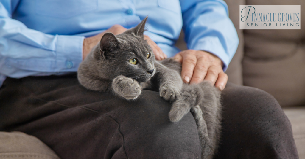 A senior person sits calmly with a gray cat resting on their lap, showing the benefits of pet therapy for memory care residents through relaxation and companionship.