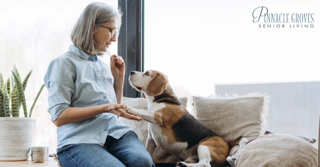 A smiling elderly woman trains a beagle by the window, demonstrating the benefits of pet therapy for memory care residents by encouraging engagement and emotional connection.